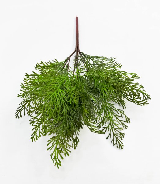 картинка Туя Зебрина светлая от магазина KALINA