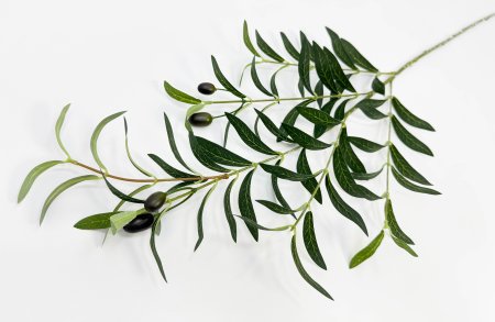 Олива ветка "Турецкая"