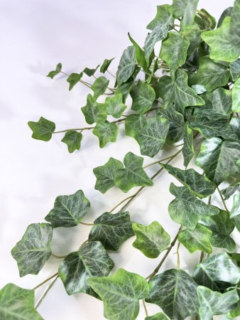 картинка Плющ садовый от магазина KALINA