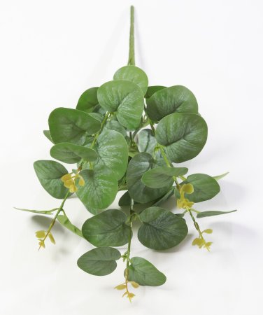 картинка Эвкалипт "Садовый" от магазина KALINA