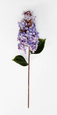 Гортензия метельчатая "Вилмс" лаванда