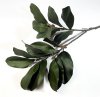 Ветка магнолии Лето 17 листов
