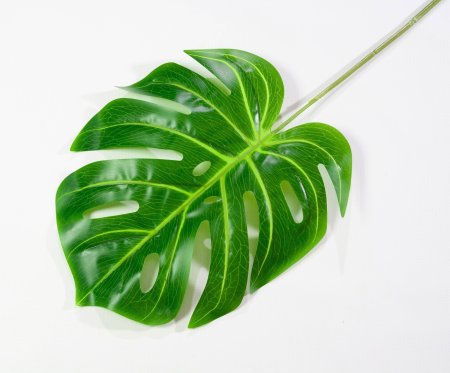 картинка Лист монстеры 2 от магазина KALINA