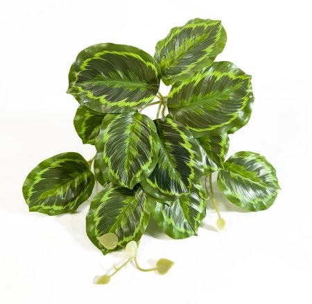 картинка Маранта Бьюти Ким 16 листов от магазина KALINA