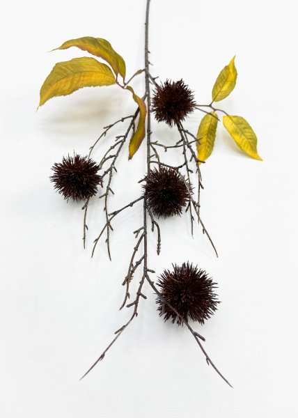 Ветка каштана коричневые плоды