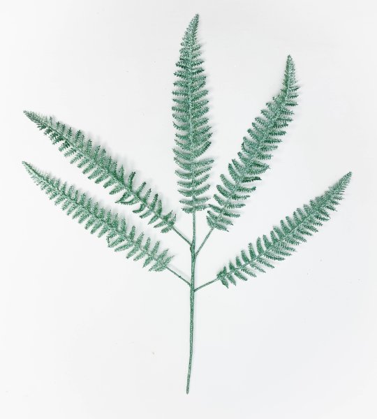 Папоротник аквамарин