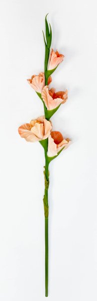 Гладиолус "Цветочный калейдоскоп" персиковый