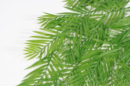 картинка Ветка бамбуковой пальмы от магазина KALINA