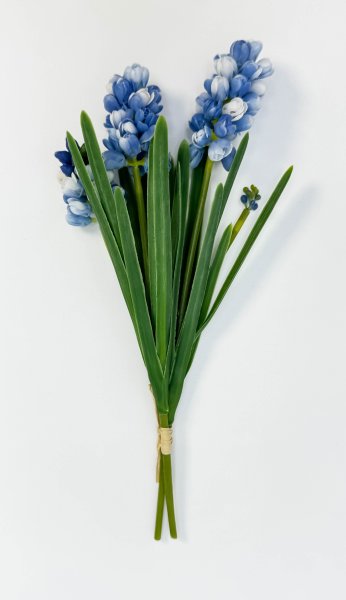 Гиацинт голубой