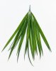 картинка Осока Лонг 5 веток зелёная  от магазина KALINA