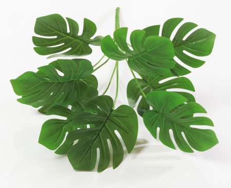 картинка Монстера "Синда" от магазина KALINA