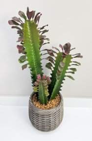 Эуфорбия Тригона 62 см