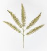Папоротник золото