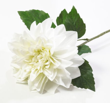 Соцветие георгина