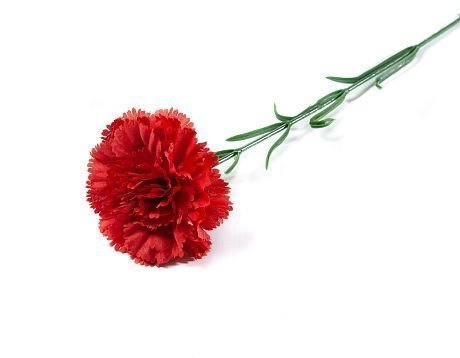 Гвоздика 1 цветок от магазина KALINA являющийся официальным дистрибьютором в России 