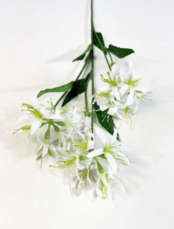 Ликорис белый