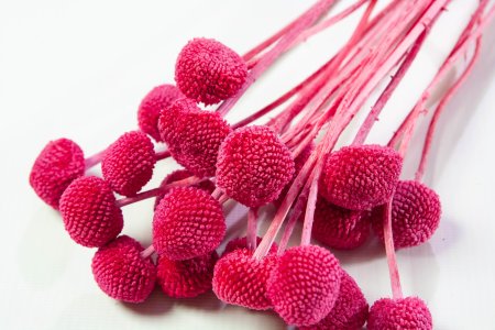 Краспедия 2