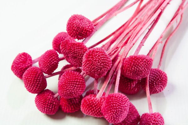 Краспедия 2