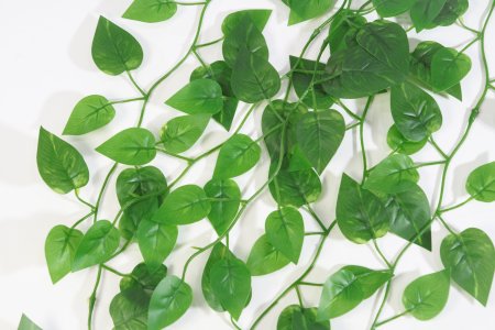 картинка Эпипремнум ампельный от магазина KALINA