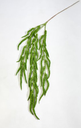 картинка Амарант зеленый от магазина KALINA