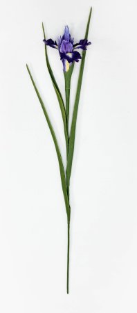 Ирис "Спурия" фиолетовый
