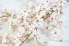 Ветка сакуры Сезон молочная