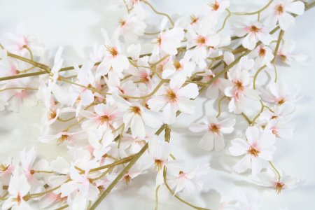 Ветка сакуры Сезон молочная