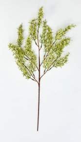 картинка Ветка «Нефритовая лоза» от магазина KALINA