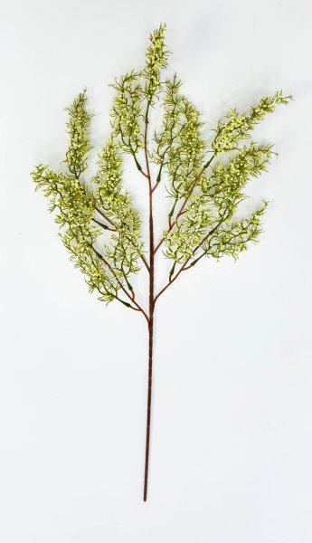 картинка Ветка «Нефритовая лоза» от магазина KALINA