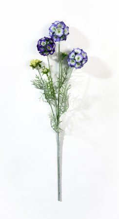 Скабиоза звездчатая фиолетовая