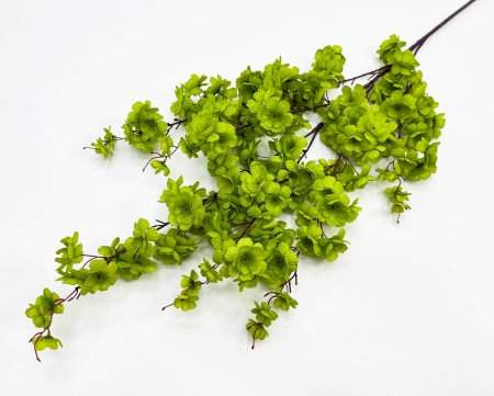 Сакура "Ветка Ханами" зеленая