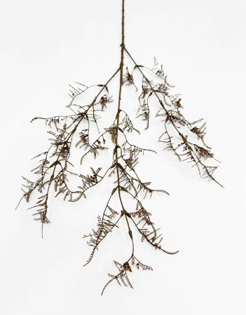 Ветка аспарагуса "Увяданье"