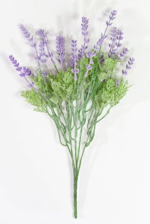 Лаванда "Французкая" 1