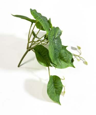 картинка Филодендрон Кампоспортоанум 16 листов от магазина KALINA