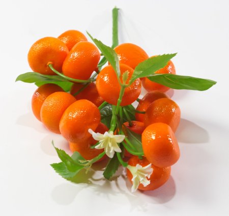 Веточка мандарина