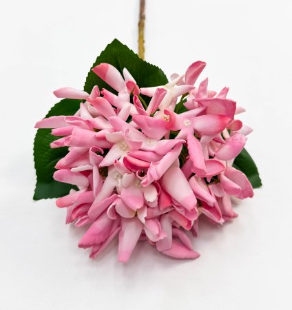 Гортензия "Кружевной шёлк" розовая