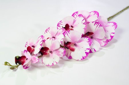 Ветка орхидеи 20