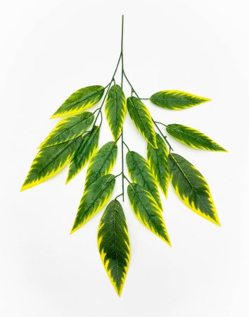 картинка Лист диффенбахии с желтыми краями от магазина KALINA