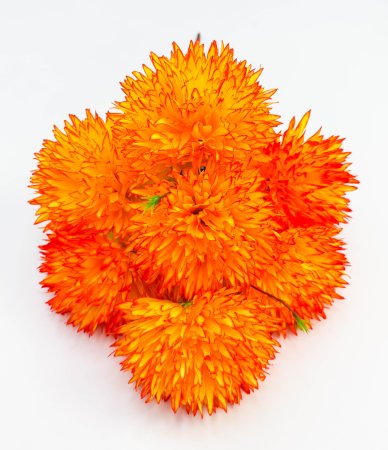 Хризантема "Дыхание юга" 7 цветков