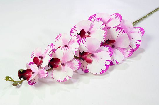 Ветка орхидеи 20 от магазина KALINA являющийся официальным дистрибьютором в России 