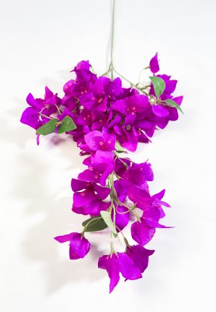 Бугенвиллея фуксия