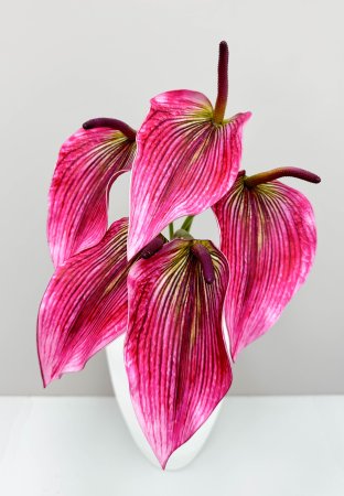 Антуриум розовый