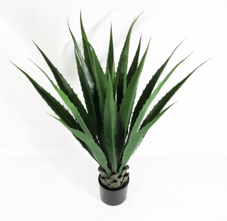 Агава Американская зеленая 18 листов