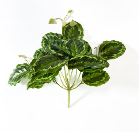 картинка Маранта Бьюти Ким 16 листов от магазина KALINA