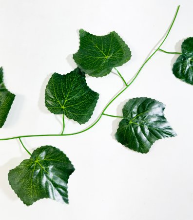 картинка Лиана виноград средний лист от магазина KALINA