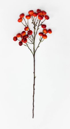 Яблоня "Дичка" оранжевая