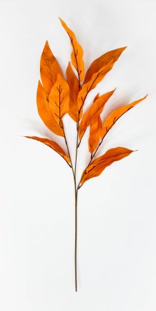 Аглаонема декоративная оранжевая 