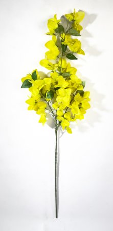 Бугенвиллея желтая