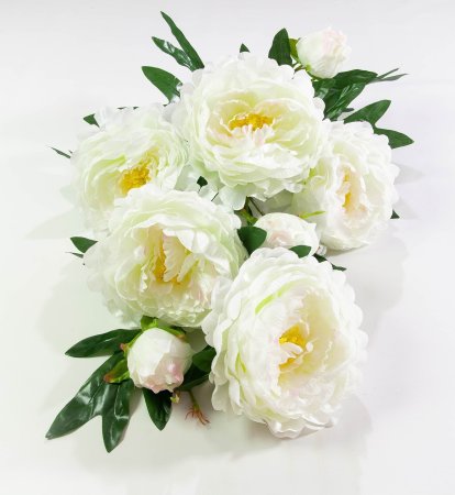 Пион Персидский Гигант 5 цветков 3 бутона