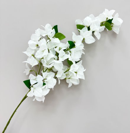 Бугенвиллея белая